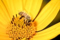 Honeybee pollinates a yellow flower of heliopsis. Closeup. Pollinations of concept Royalty Free Stock Photo