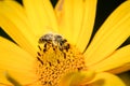 Honey bee pollinates a yellow flower of heliopsis. Closeup. Pollinations of concept Royalty Free Stock Photo