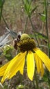 A Honeybee pollinates of yellow flower