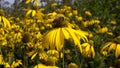 A Honeybee pollinates of yellow flower