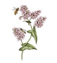 Honeybee pollinating blooming buckwheat plant