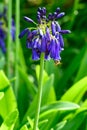 Honeybee pollinating the blue flowers of a Lily of the Nile blooming in a summer garden Royalty Free Stock Photo