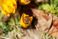 Honeybee Pollinating Crocus Flower Royalty Free Stock Photo