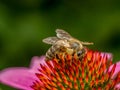 Honeybee pollinating echinacea flowers Royalty Free Stock Photo