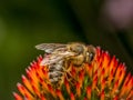 Honeybee pollinating echinacea flowers Royalty Free Stock Photo
