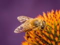 A honeybee pollinating echinacea flowers Royalty Free Stock Photo