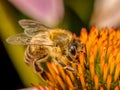 A honeybee pollinating echinacea flowers Royalty Free Stock Photo