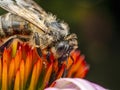 Honeybee pollinating echinacea flowers Royalty Free Stock Photo