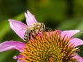 Honeybee pollinating echinacea flowers Royalty Free Stock Photo
