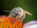 Honeybee pollinating echinacea flowers Royalty Free Stock Photo