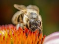 Honeybee pollinating echinacea flowers Royalty Free Stock Photo