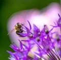 Honeybee pollinating on a giant onion flower