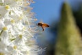 Honeybee Pollinating Himalayan Foxtail Lily