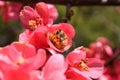 Honeybee Pollinating Pink Flowers