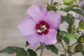 Honeybee Pollinating a Rose of Sharon Blossom Royalty Free Stock Photo