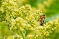 Honeybee pollinating on Shining Sumac greenish-yellow flowers in full bloom. Rhus Copallinum- deciduous flowering tree in cashew