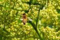 Honeybee pollinating on Shining Sumac greenish-yellow flowers in full bloom. Rhus Copallinum- deciduous flowering tree in cashew Royalty Free Stock Photo