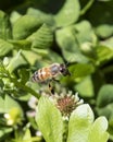 Honeybee preparing to land on a small flower to gather nectar