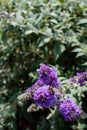 Honeybee on purple buddleia