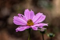 Honeybee on a Purple Cosmos Flower Royalty Free Stock Photo