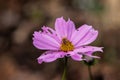 Honeybee on a Purple Cosmos Flower Royalty Free Stock Photo