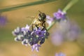 Honeybee on a Purple Flower