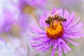 Honeybee on purple flower Royalty Free Stock Photo