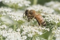 Honeybee on Queen Anne lace flower blossom