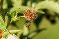 Honeybee reaching up to grab hold of a Buttonbush flower Royalty Free Stock Photo