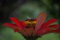 Honeybee on a red flower