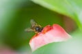 a Honeybee and red flower at nature back ground Royalty Free Stock Photo