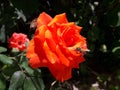 Honeybee on a red rose in search of nectar. Royalty Free Stock Photo