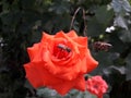 Honeybee on a red rose in search of nectar. Royalty Free Stock Photo