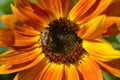 Sweet Sweet Sunflower Sunrise Royalty Free Stock Photo