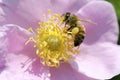 Honeybee On Rose Royalty Free Stock Photo