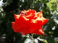 Honeybee on a red rose in search of nectar. Royalty Free Stock Photo