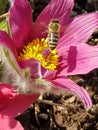 Honeybee Searching for Honey