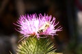 Nature\'s Ballet: Honeybee Elegance on the Delicate Pink Petals of Curly Plumeless Thistle Royalty Free Stock Photo