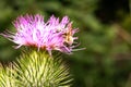 Nature\'s Ballet: Honeybee Elegance on the Delicate Pink Petals of Curly Plumeless Thistle Royalty Free Stock Photo