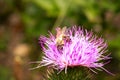 Nature\'s Ballet: Honeybee Elegance on the Delicate Pink Petals of Curly Plumeless Thistle Royalty Free Stock Photo