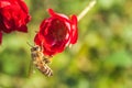 A honeybee sits on a red rose flower. Blurred background. Selective focus Royalty Free Stock Photo