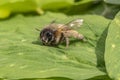 a honeybee sitting in the garden on a leaf in the sunshine Royalty Free Stock Photo