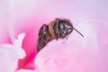 Honeybee sitting on pink rose horizontal