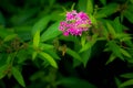 Honeybee and Spiraea