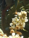 Honeybee suckle on Loquat blossoms Royalty Free Stock Photo