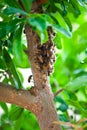 Honeybee Swarm Hanging On A Branch Royalty Free Stock Photo