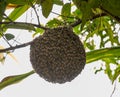 Honeybee swarm hanging on guava tree in nature after rainning Royalty Free Stock Photo