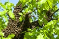 Honeybee swarm. Royalty Free Stock Photo