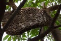 Honeybee swarm hanging Royalty Free Stock Photo