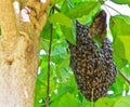 Honeybee swarm Royalty Free Stock Photo